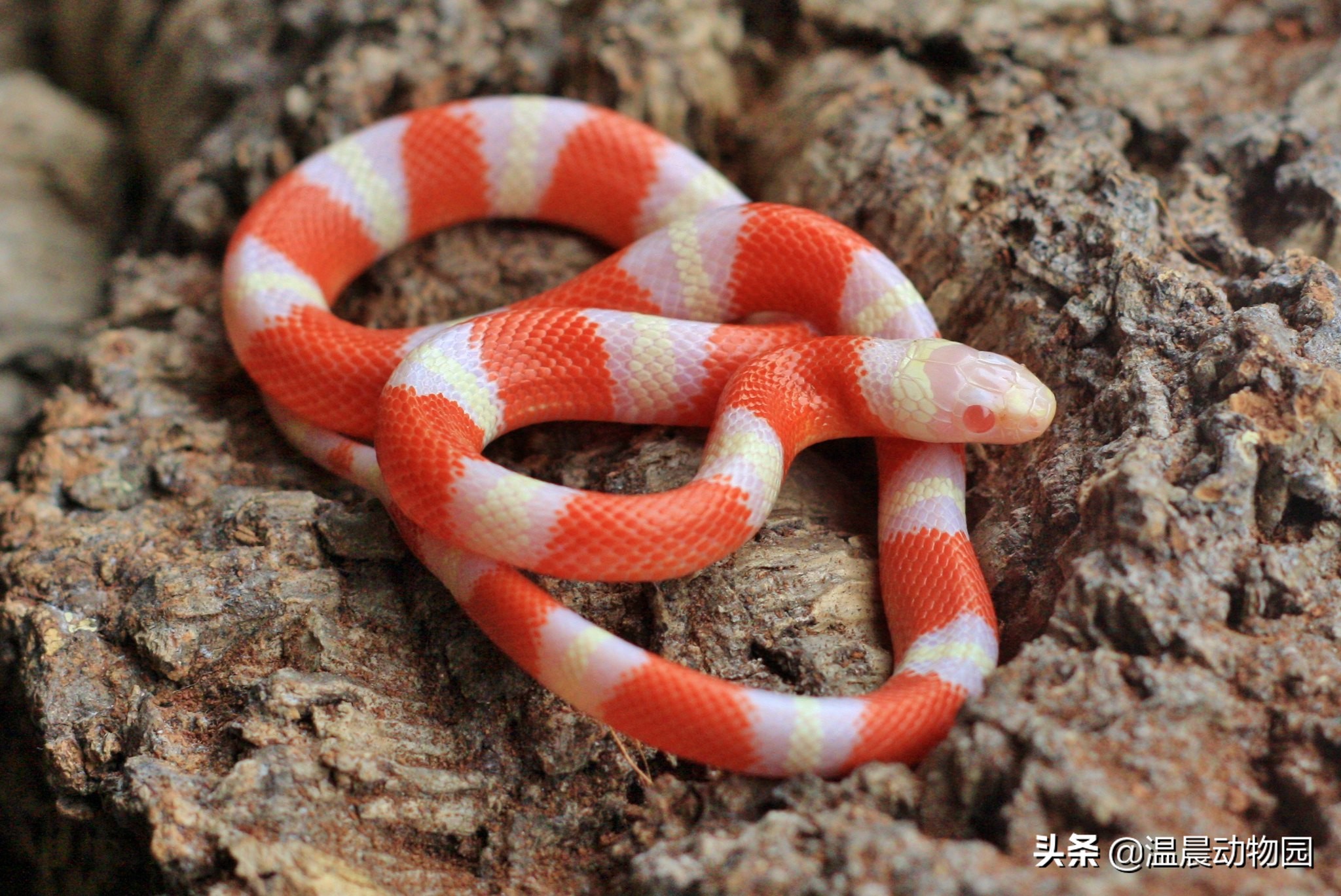 宠物蛇饲养指南,宠物蛇饲养常识有哪些