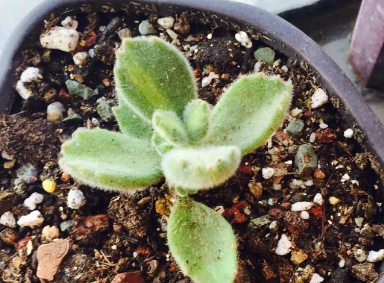 熊童子掉下的叶子怎么处理,熊童子掉下来的叶子可以怎么利用