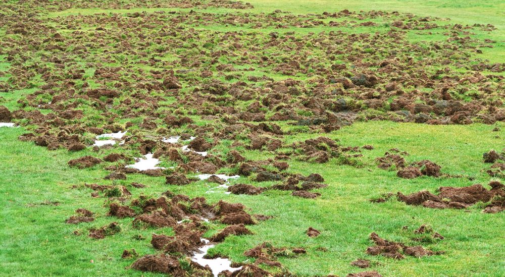 美国野猪泛滥成灾的真实原因,野猪泛滥成灾了家猪攻击野猪