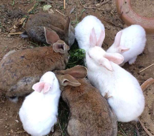 野兔散养需要什么条件,野兔怎样防害庄稼