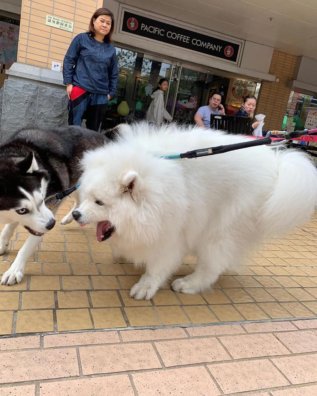 二哈碰到一群萨摩耶,二哈碰到萨摩