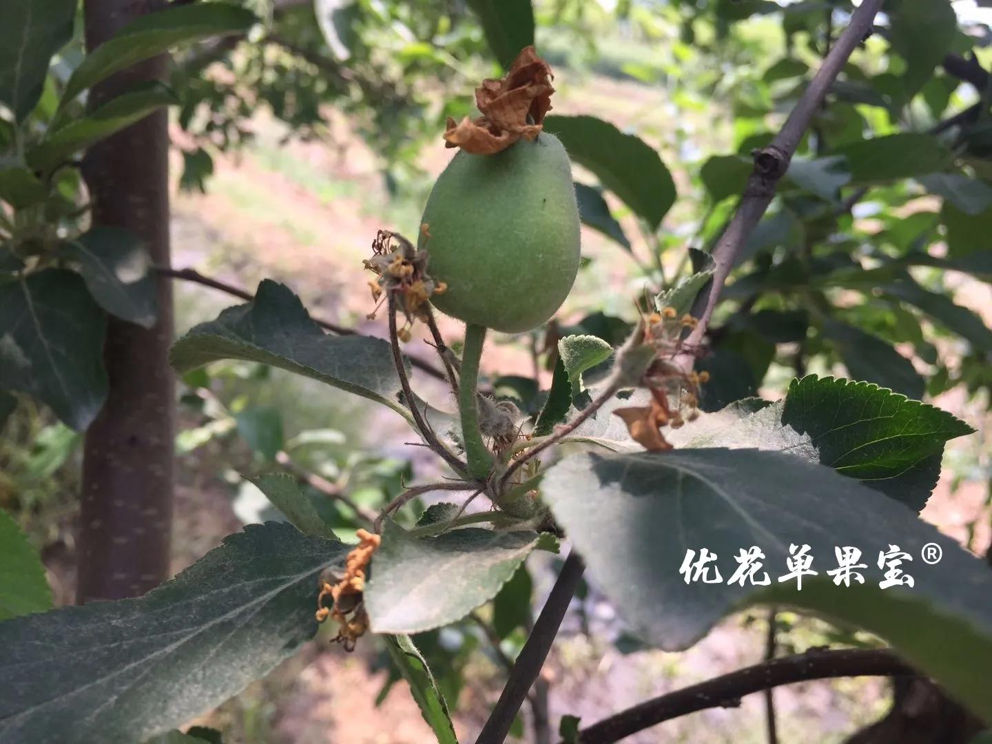 优花单果宝管用吗,优花单果宝疏果原理