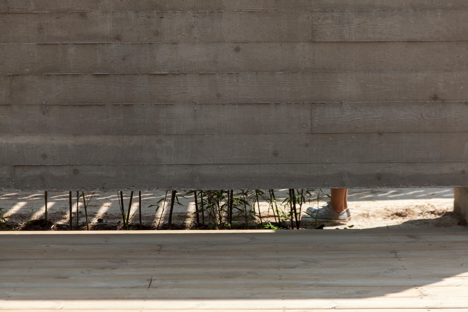 韩国蒲公英,韩国野生蒲公英的种植