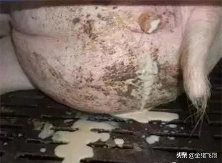 母猪子宫炎的防控,母猪得了子宫炎症有什么症状