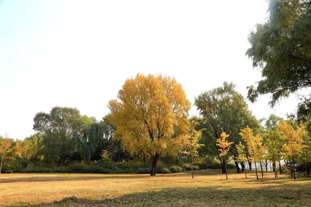 17处京城绝美银杏观赏点，看看有没有家门口的？