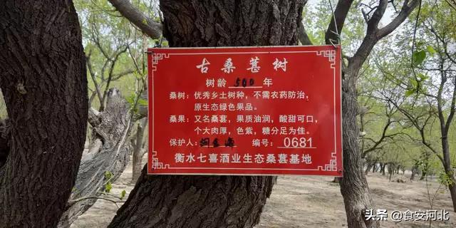 七喜酒业桑葚,七喜酒业古法二十年白酒