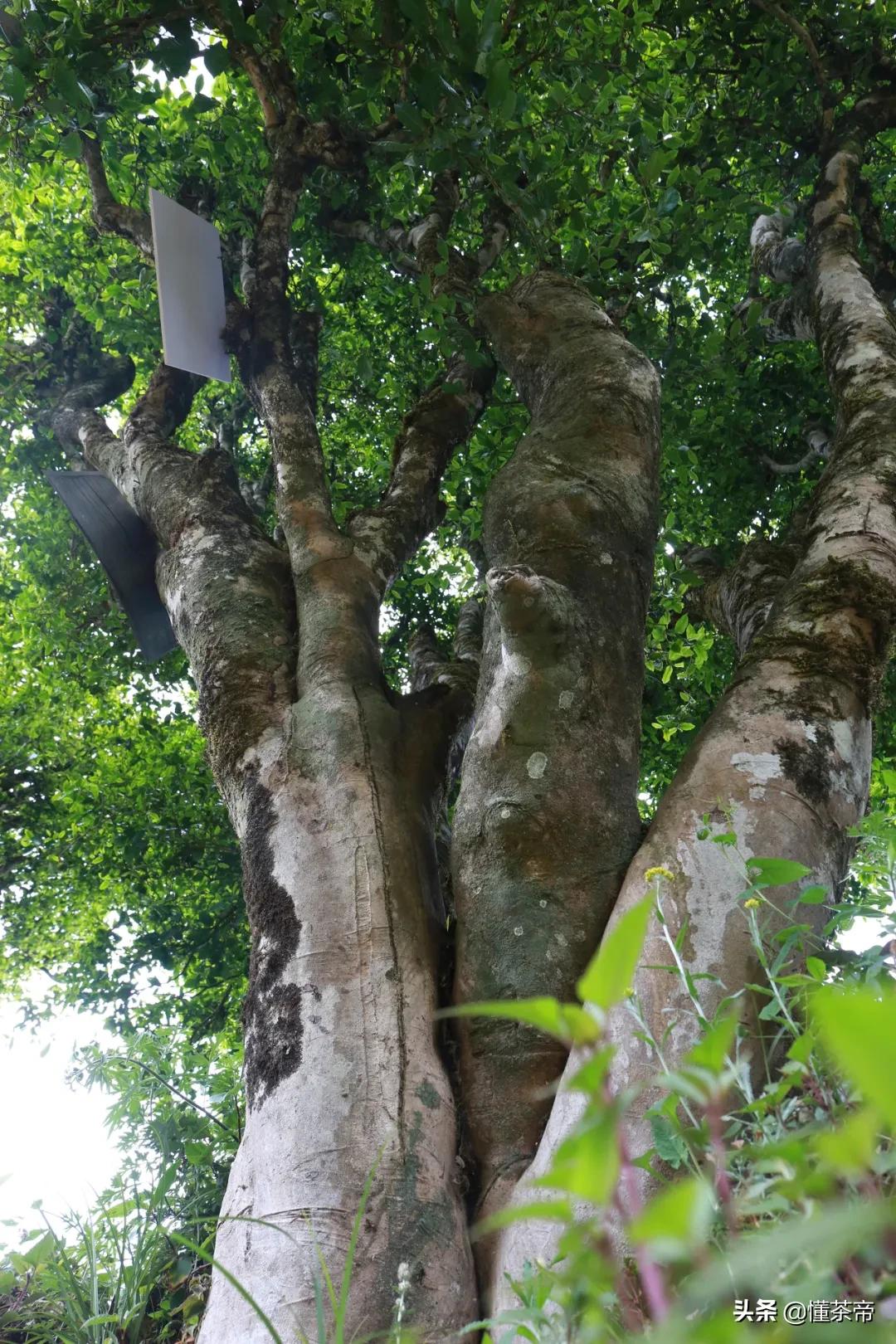 上万株野生古树茶，为何被做成了红茶？
