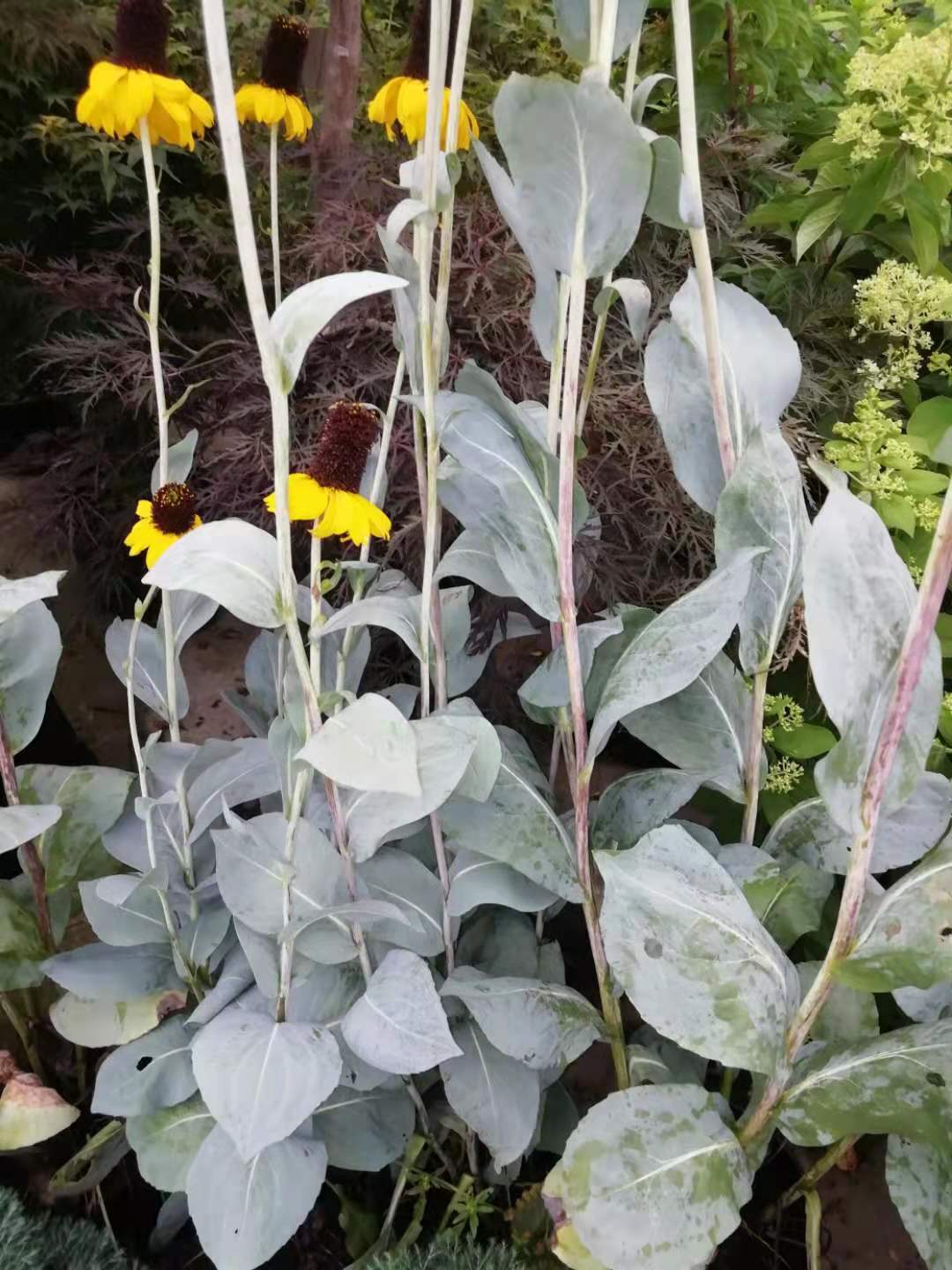 黑色的高帽——大头金光菊