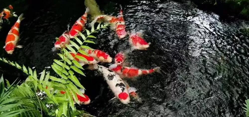 平！安！夜！关于硝化细菌最详细的贴子，需要你来点赞！