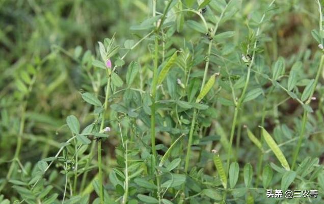 奶牛喂什么饲料,饲料喂奶牛