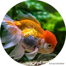 为什么金鱼有各种各样的颜色,金鱼有一条花色的好吗