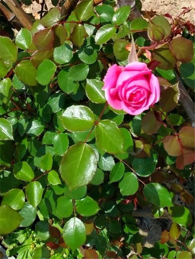 浇水多会不会长虫,生活小妙招怎么浇水才不会长虫