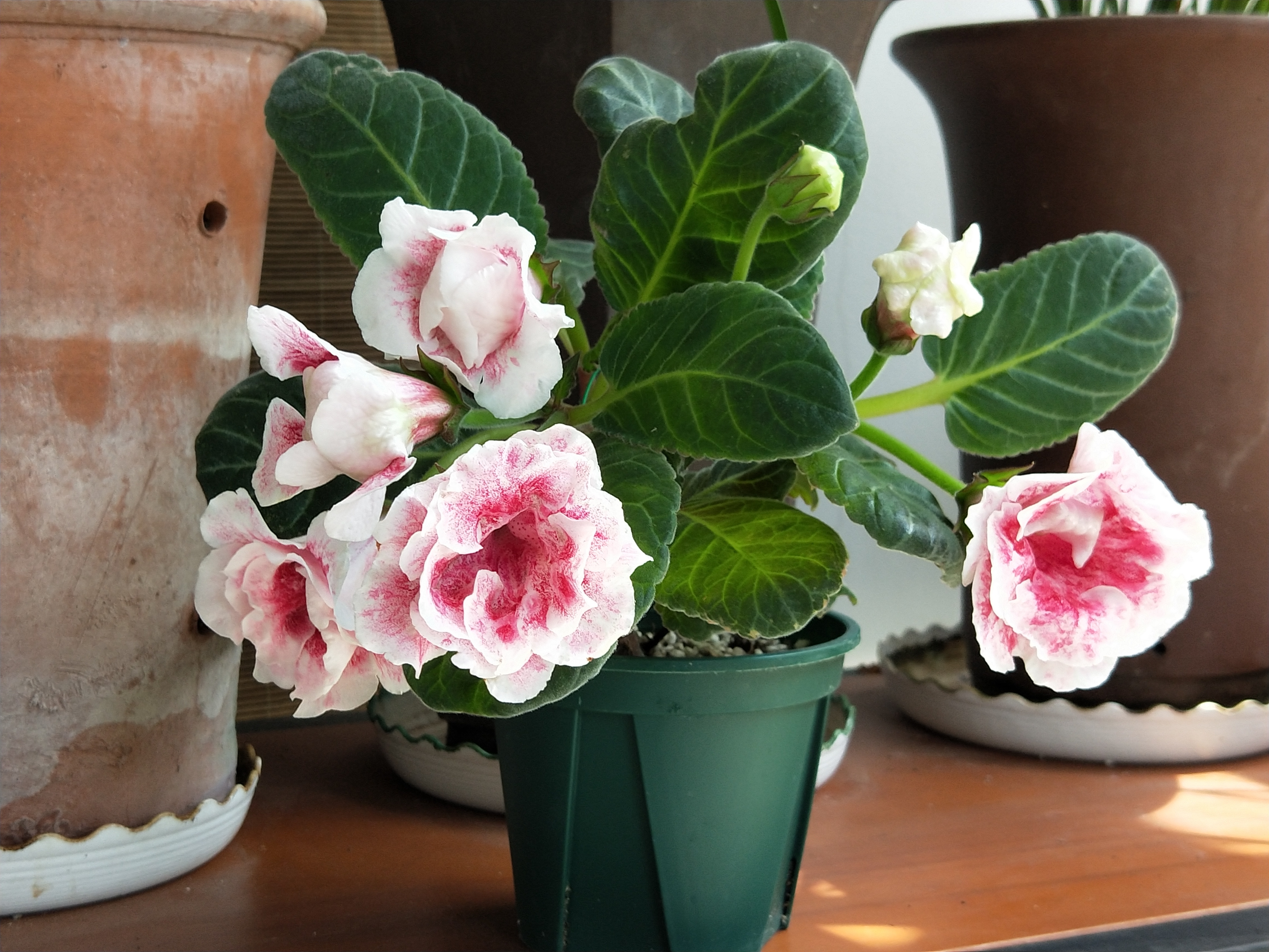 芙蓉花四季常青,芙蓉花盆栽好养