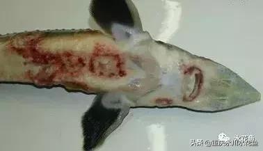 鱼出血病的防与治,鱼类出血性疾病