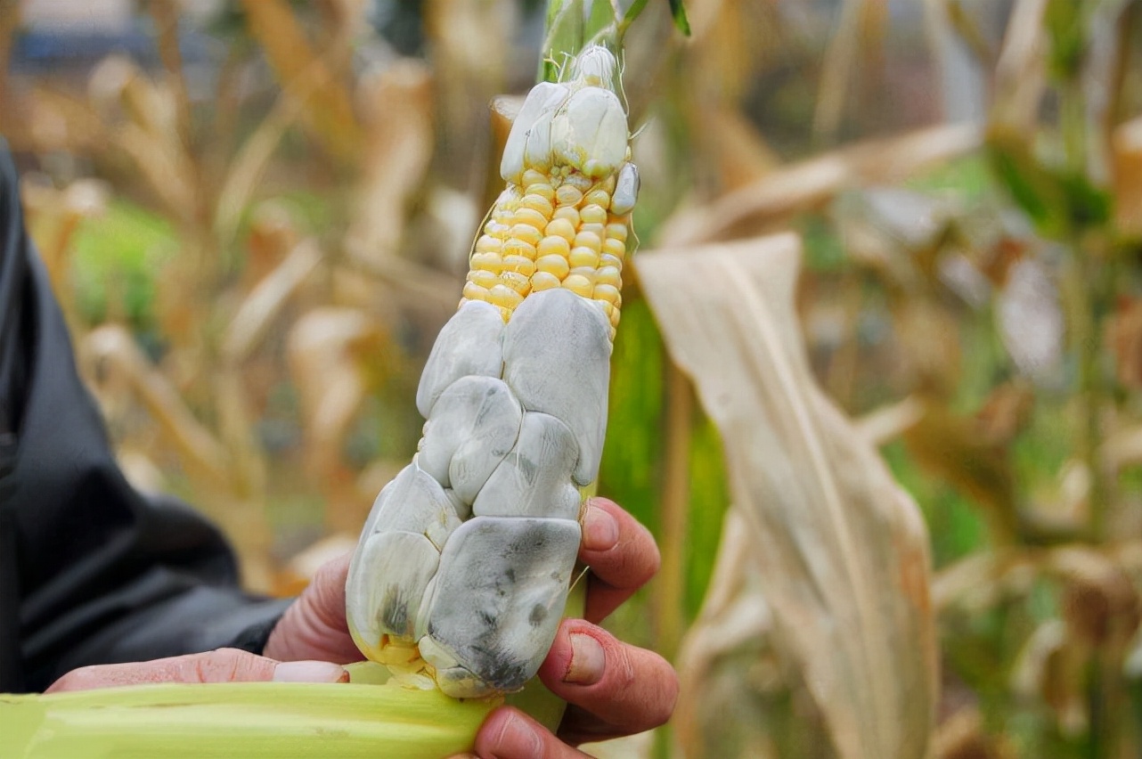 价格堪比黄金的食物,玉米身上的黑松露你知道吗