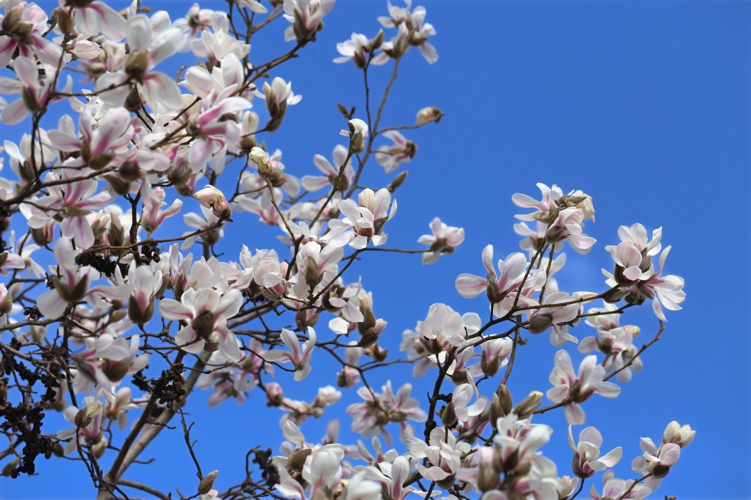 上海城隍庙豫园全部风景,上海城隍庙附近好玩的景点推荐