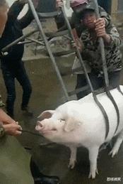 100张搞笑眉毛图片,最搞笑的眉毛图片