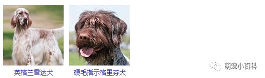 狗狗品种分类大全,狗狗品种鉴定