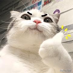 父母不让养猫有什么说服的理由,妈妈坚决不让养猫怎么说服