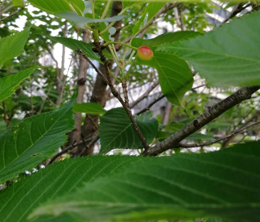 长沙梅溪湖,长沙梅溪湖步步高