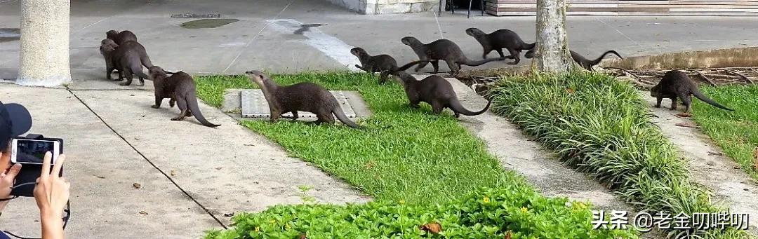 水獭与平头哥是同科吗,水獭动物界的平头哥