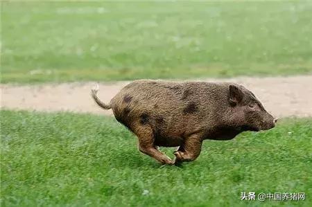 7月1日猪价：猪价下探速度减缓，四川生猪存栏比去年减少1/3