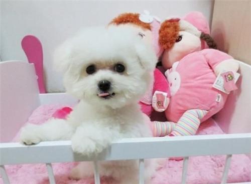 比熊老是不安分,比熊活泼乱跳不听话咋办