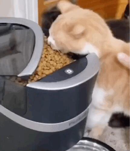 猫咪在床单上拉臭臭,猫咪上了厕所弄得家里很臭