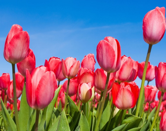 广东郁金香种植时间,郁金香水培种球种植方法