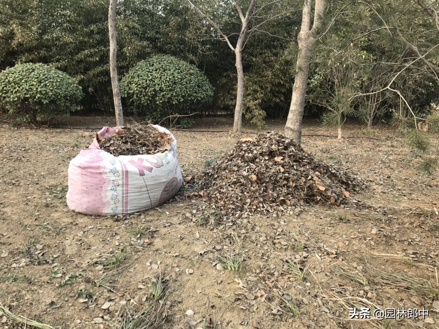 苗木防冻最简单的方法,苗木清园用药