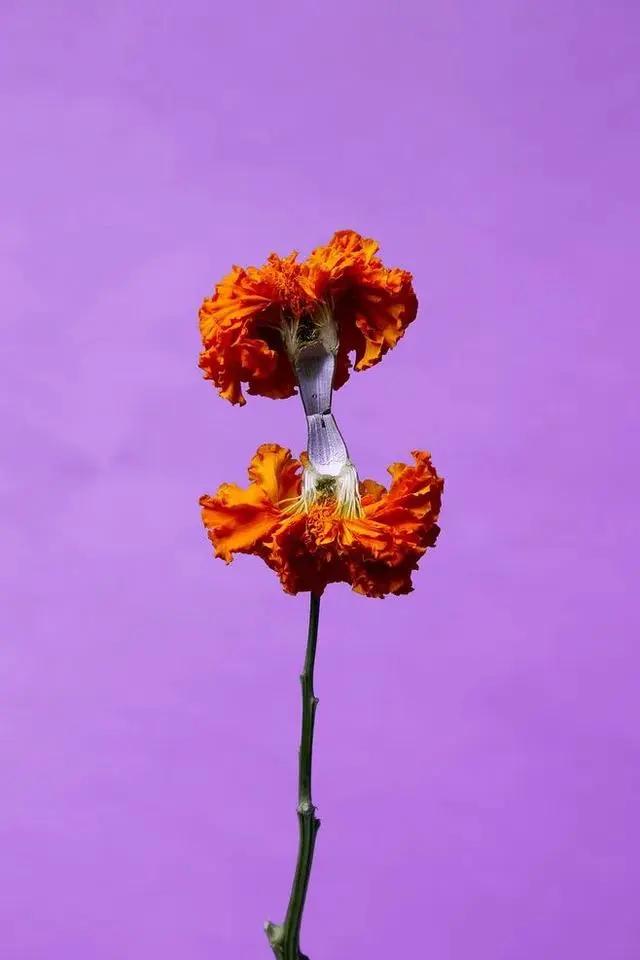 9平米花店,有4间铺面开花店怎样设计