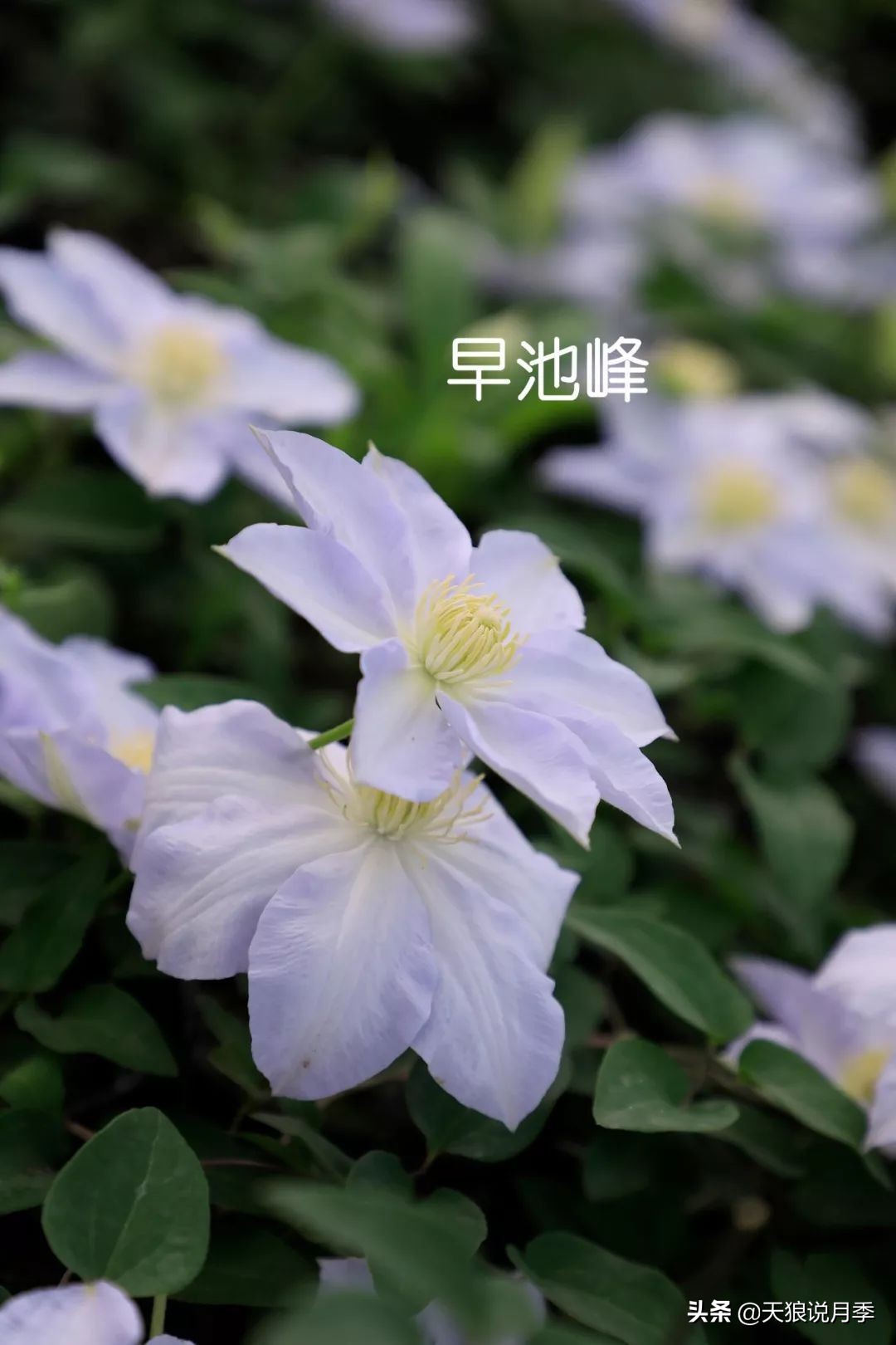 10元3棵铁线莲苗多色,铁线莲苗圃视频