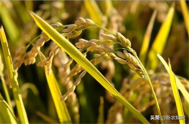 水稻高产栽培田间管理技术要点,水稻种植高产的办法