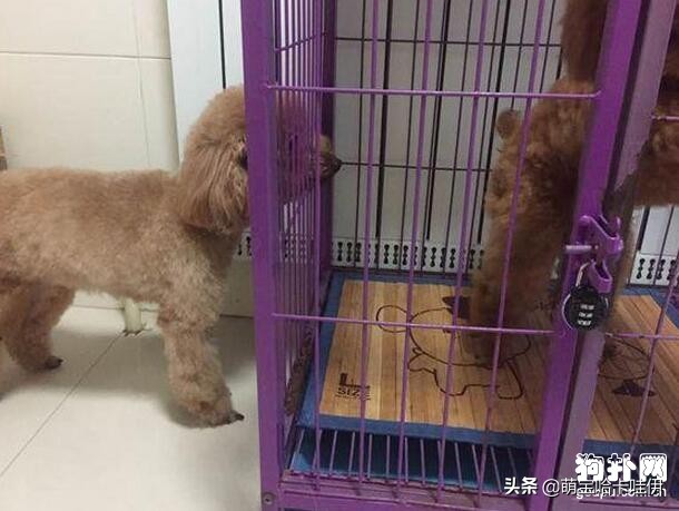 泰迪公犬发情在家怎么安抚,泰迪公犬发情了老是叫怎么办
