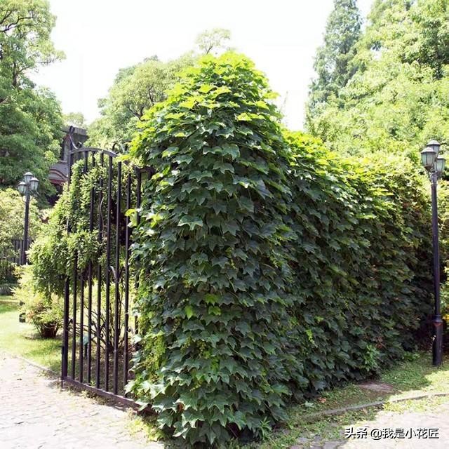 适合阳台种植的爬藤植物都有哪些,家庭阳台种什么爬藤植物比较好