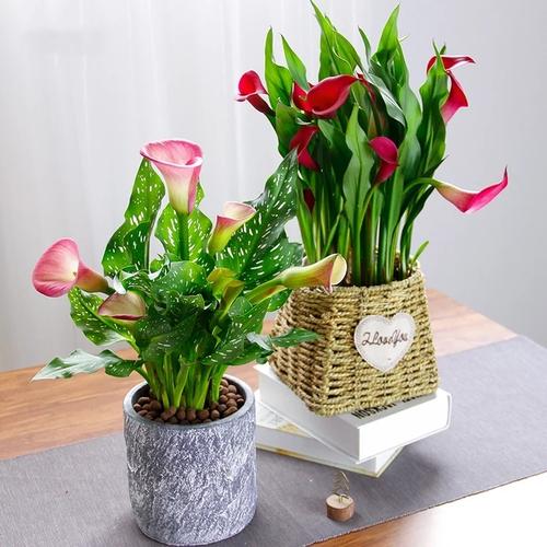 马蹄莲盆栽花期多久,马蹄莲盆栽叶子变软