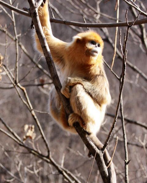 十二生肖的相合与相生怎么记,十二生肖相忌