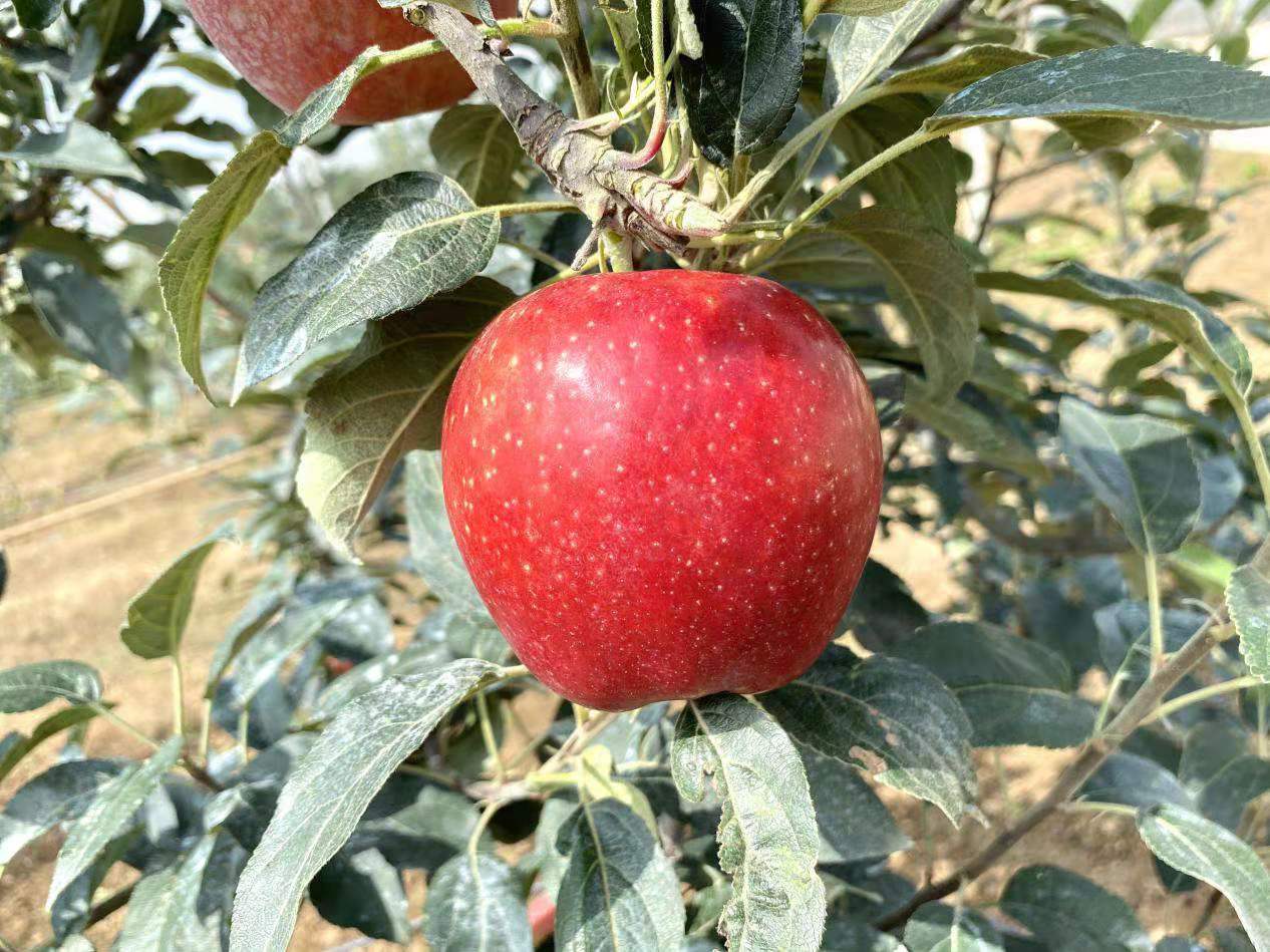 日本“*锁封**”多个水果品种，严防死守禁止流向我国，有什么后果？