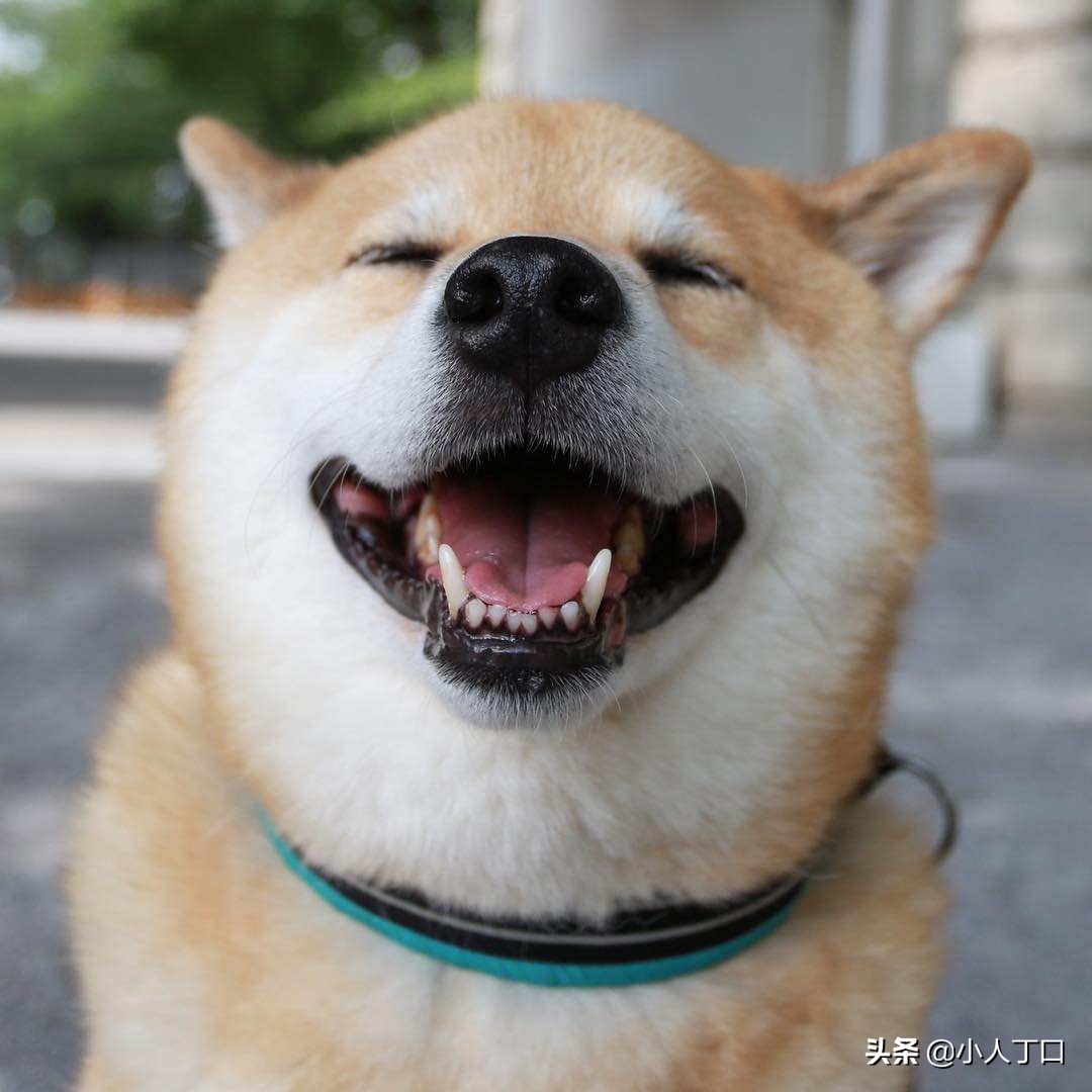 生活中常见的十种宠物狗，你认识多少？小白科普贴