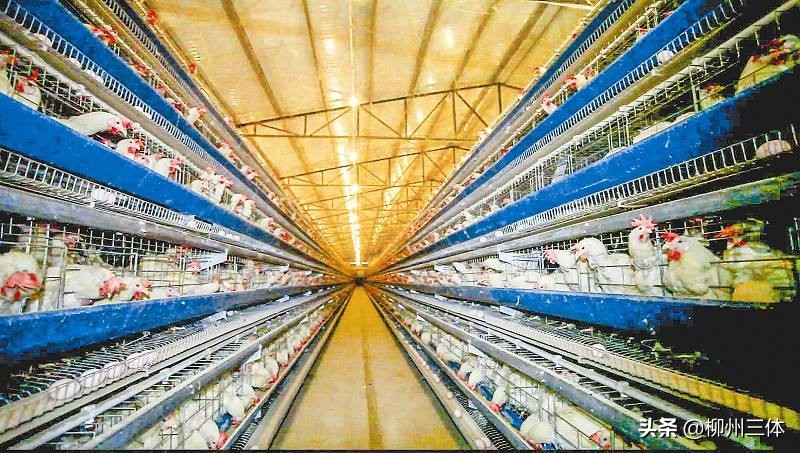 柳州三体|吴彦祖竟是常客！这家素食餐厅为何拥有这“魔力”？