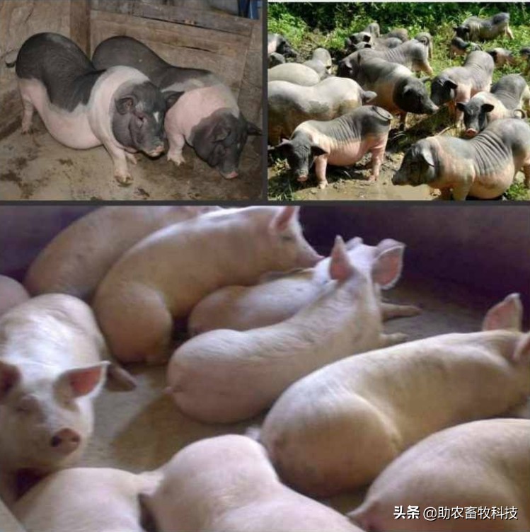 红薯藤喂猪怎么做效果最好,喂猪用哪种红薯藤最好