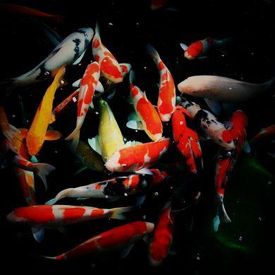 养鱼这么多年，是否还在为流量扬程排气量等困扰？