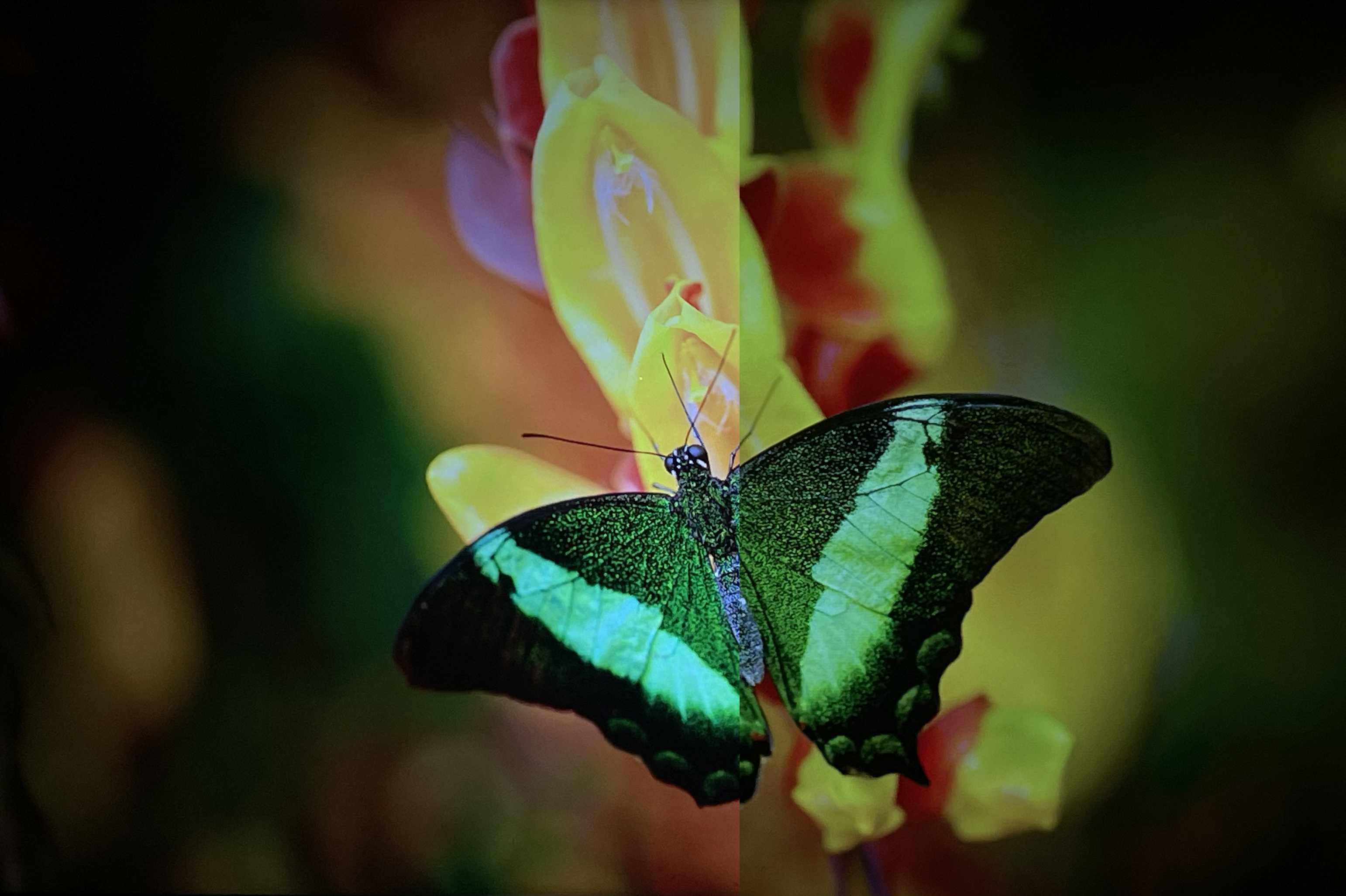 极米rspro2评测多少流明,极米rspro2电影院测评