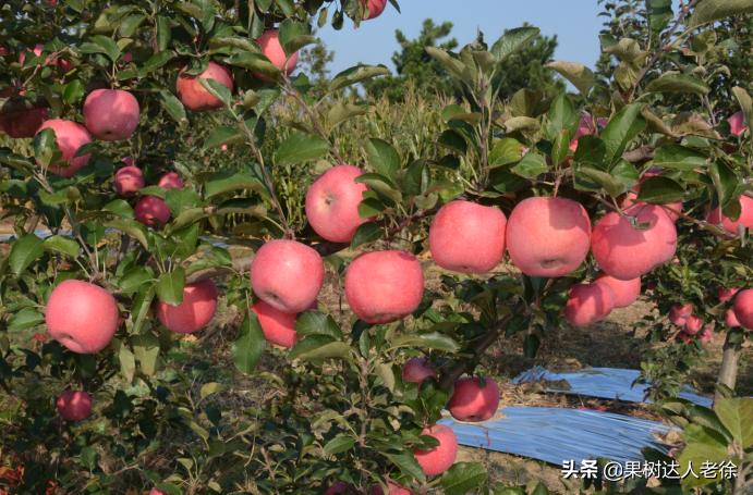 苹果矮化栽培管理,苹果矮化栽培的原理