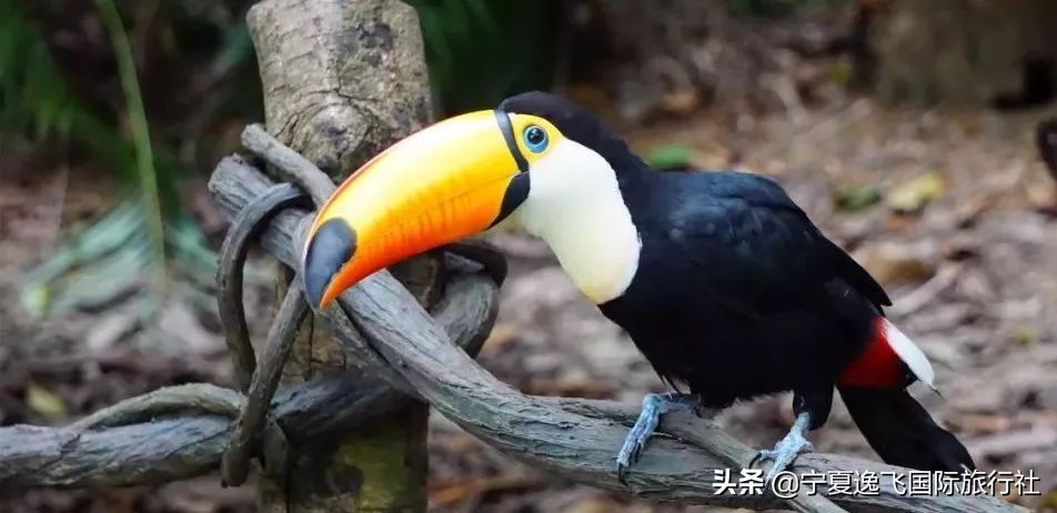 广州长隆海洋公园旅游攻略,广州长隆动物园一日游套票