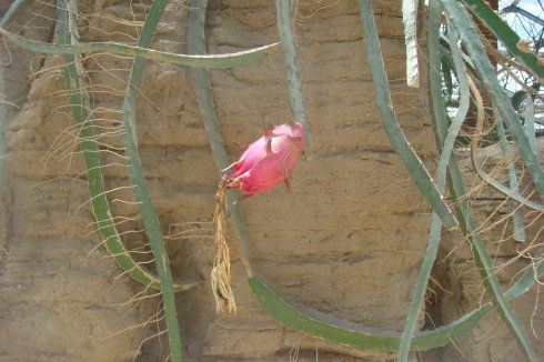 一棵仙人掌上长着三棵花,一棵多种开花仙人掌