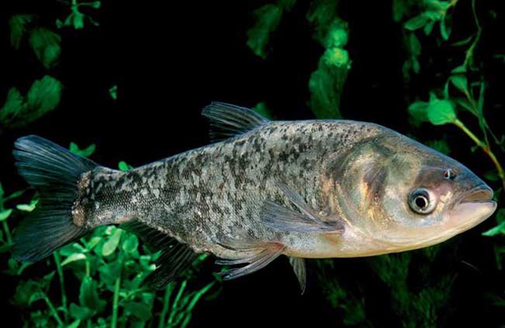 有口不中鱼浮漂动作,浮钓鲢鳙如何控制深度