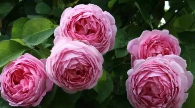 每天学习一点点各种花代表的花语,每天学习一朵花知识