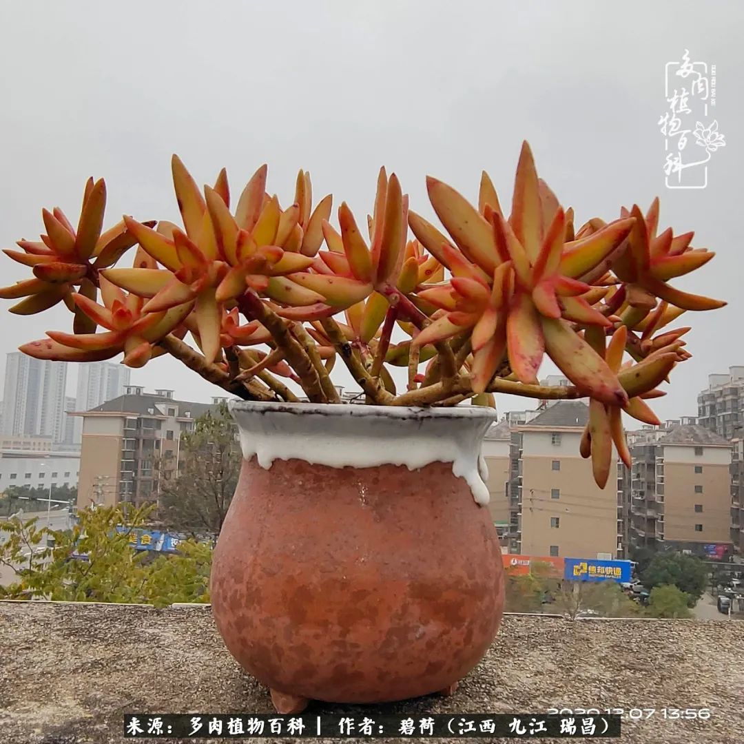 养了五年的多肉看到岁月的痕迹,经过一年春夏秋冬的轮回