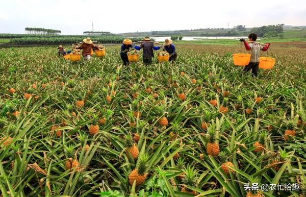 菠萝最新价格是多少钱一斤,现在菠萝还会涨价吗